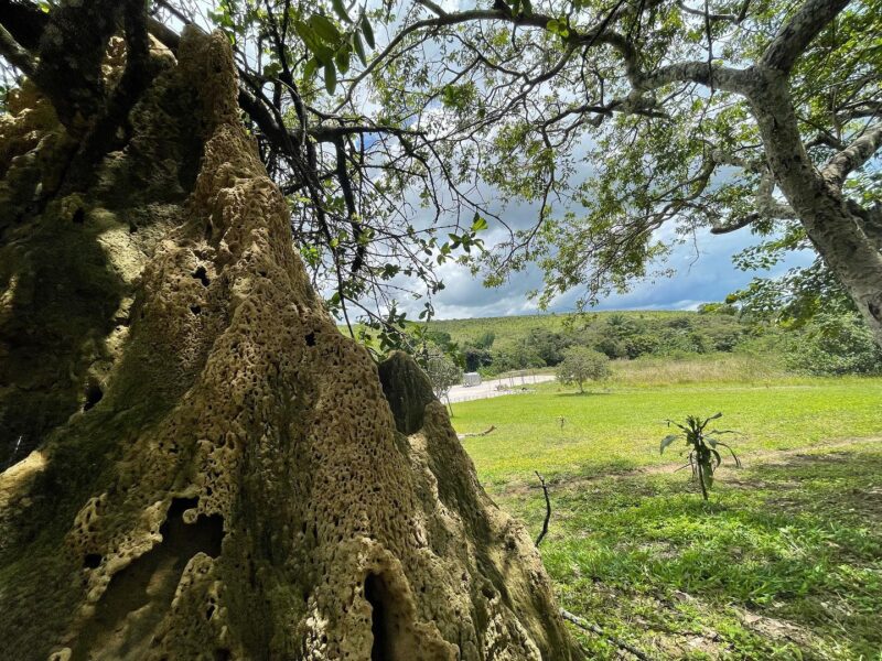 Mbankana Lodge